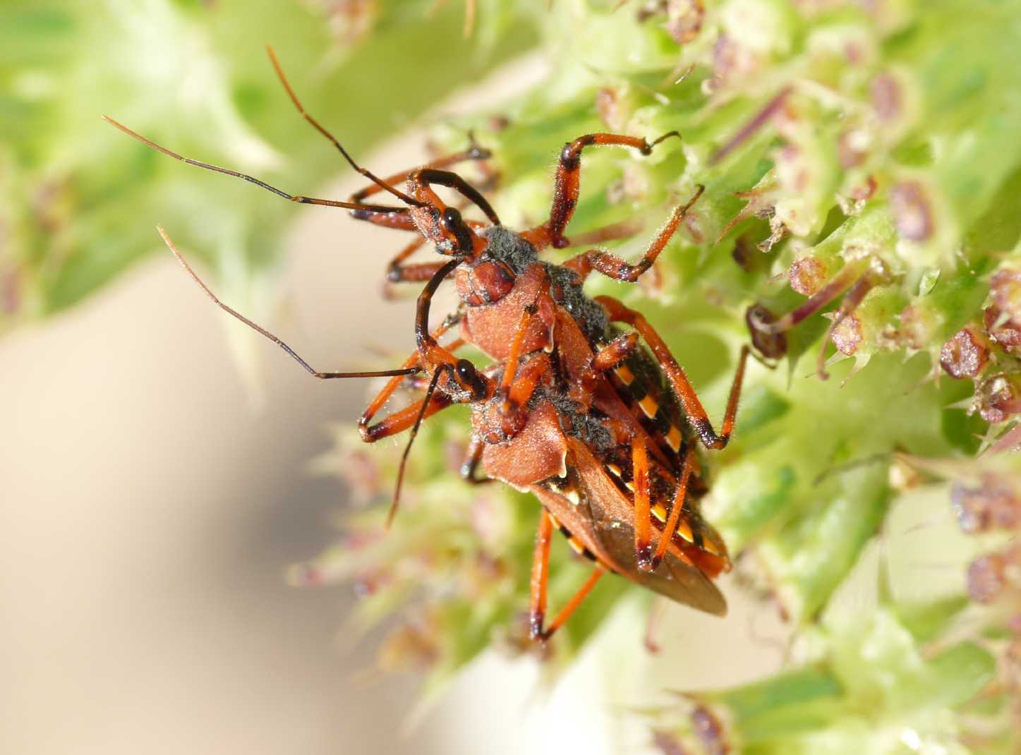 Rhynocoris erythropus: accoppiamenti